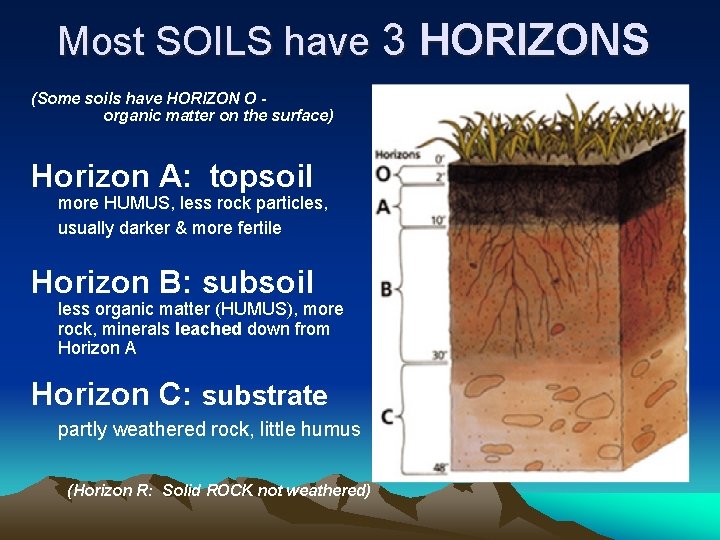 Most SOILS have 3 HORIZONS (Some soils have HORIZON O organic matter on the