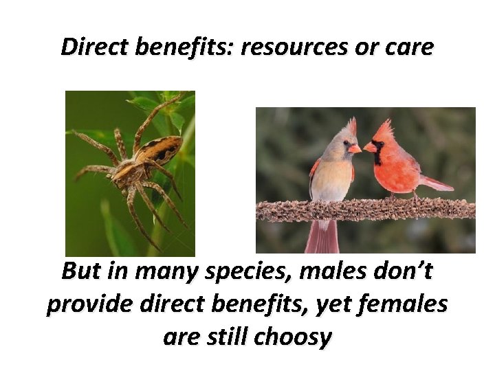 Direct benefits: resources or care But in many species, males don’t provide direct benefits,