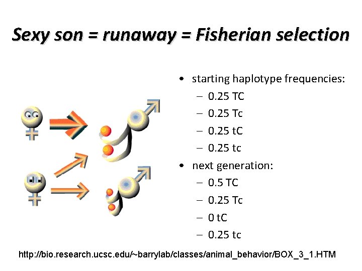 Sexy son = runaway = Fisherian selection • starting haplotype frequencies: – 0. 25