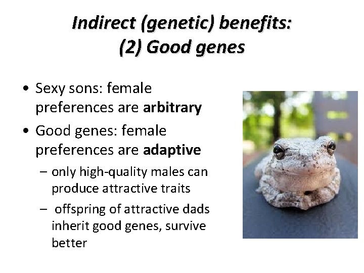 Indirect (genetic) benefits: (2) Good genes • Sexy sons: female preferences are arbitrary •