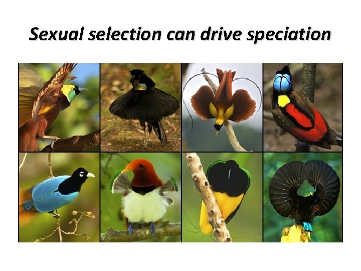 Sexual selection can drive speciation 