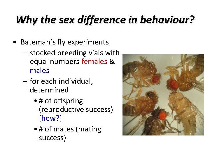 Why the sex difference in behaviour? • Bateman’s fly experiments – stocked breeding vials