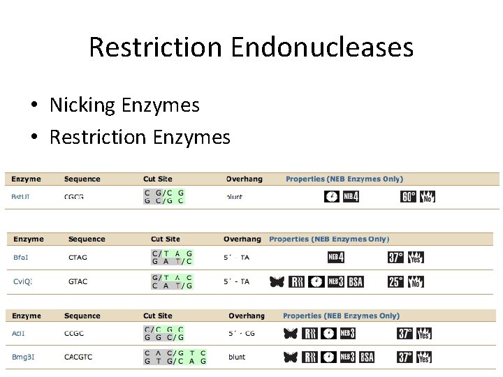 Restriction Endonucleases • Nicking Enzymes • Restriction Enzymes 