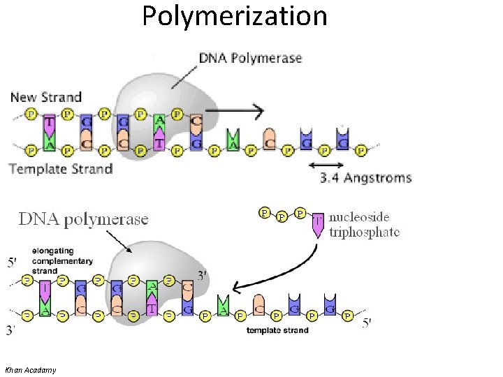Polymerization Khan Acadamy 