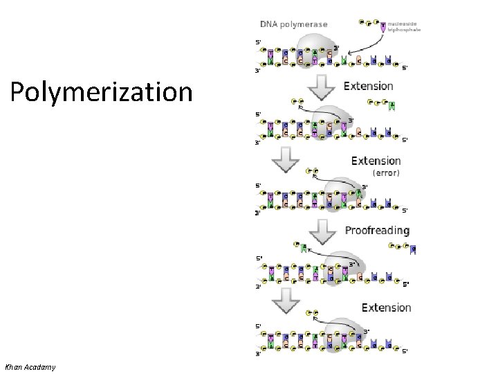 Polymerization Khan Acadamy 