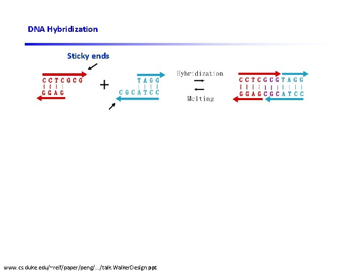 DNA Hybridization Sticky ends DNA ligase DNA restriction enzyme www. cs. duke. edu/~reif/paper/peng/. .