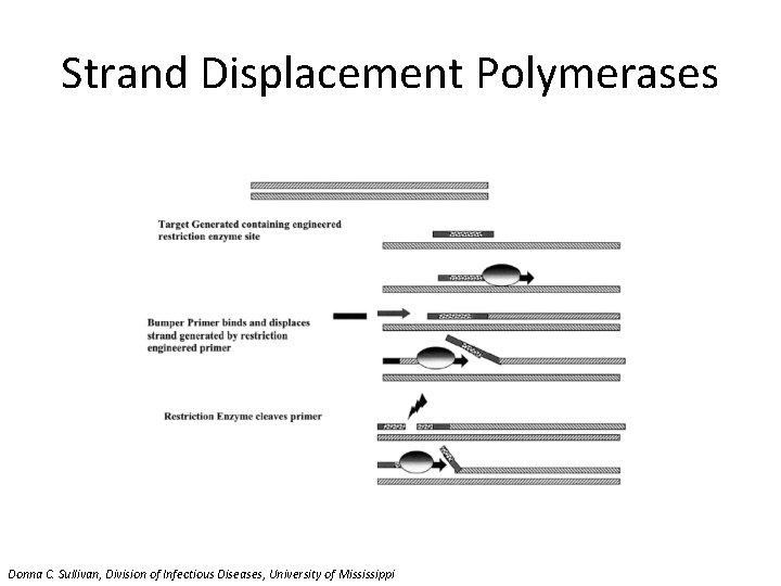 Strand Displacement Polymerases Donna C. Sullivan, Division of Infectious Diseases, University of Mississippi 