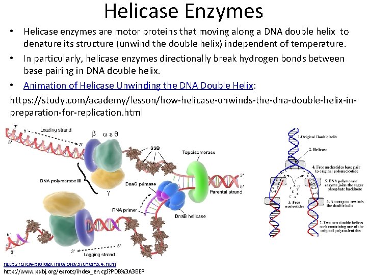 Helicase Enzymes • Helicase enzymes are motor proteins that moving along a DNA double