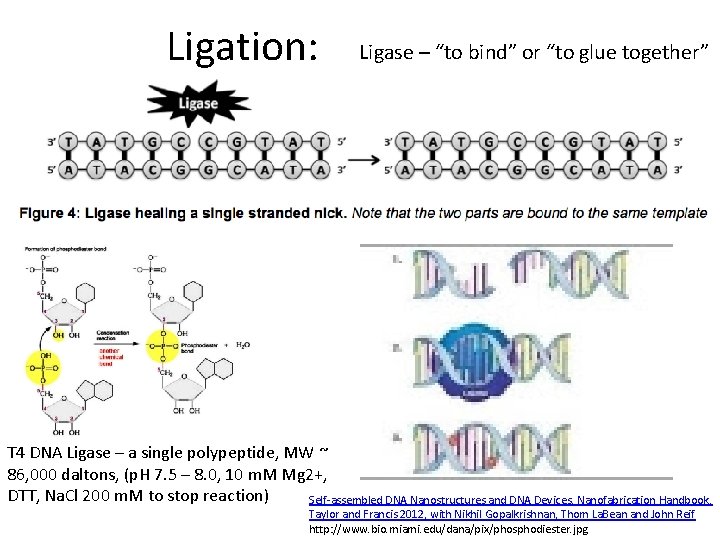 Ligation: Ligase – “to bind” or “to glue together” T 4 DNA Ligase –