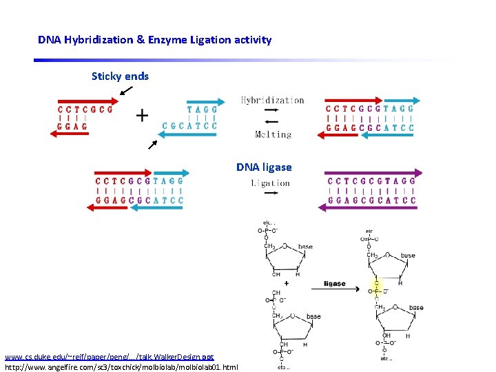 DNA Hybridization & Enzyme Ligation activity Sticky ends DNA ligase DNA restriction enzyme www.