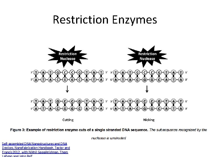 Restriction Enzymes Self-assembled DNA Nanostructures and DNA Devices, Nanofabrication Handbook, Taylor and Francis 2012,