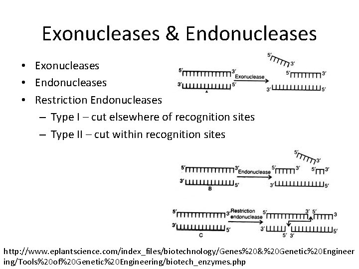 Exonucleases & Endonucleases • Exonucleases • Endonucleases • Restriction Endonucleases – Type I –