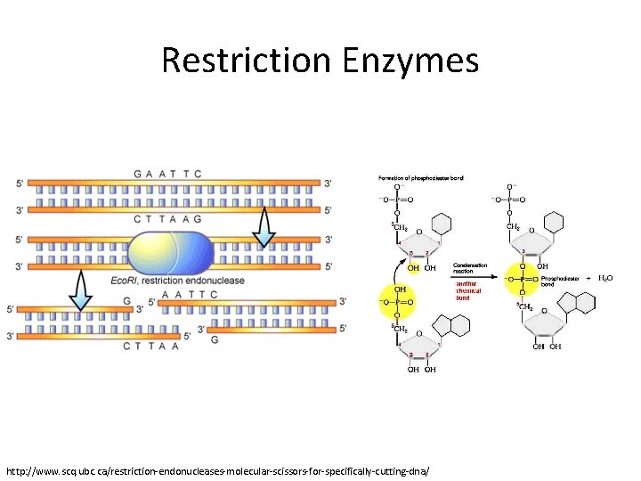 Restriction Enzymes http: //www. scq. ubc. ca/restriction-endonucleases-molecular-scissors-for-specifically-cutting-dna/ 