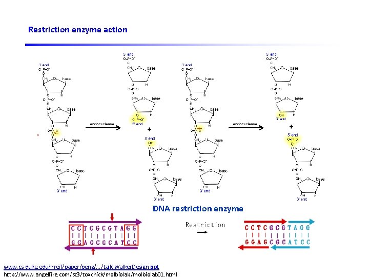 Restriction enzyme action Sticky ends DNA ligase DNA restriction enzyme www. cs. duke. edu/~reif/paper/peng/.