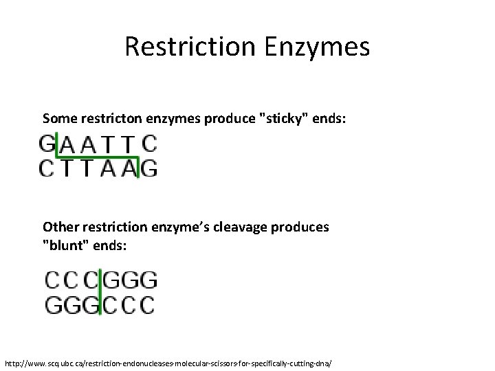 Restriction Enzymes Some restricton enzymes produce "sticky" ends: Other restriction enzyme’s cleavage produces "blunt"