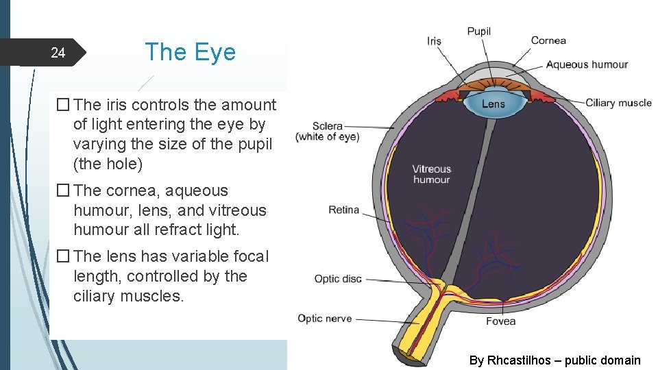 24 The Eye � The iris controls the amount of light entering the eye