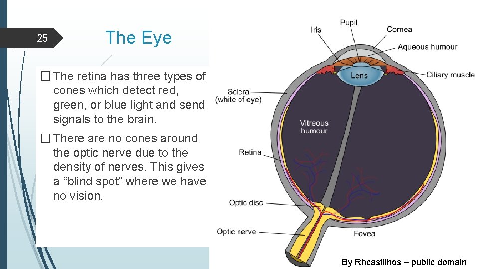 25 The Eye � The retina has three types of cones which detect red,