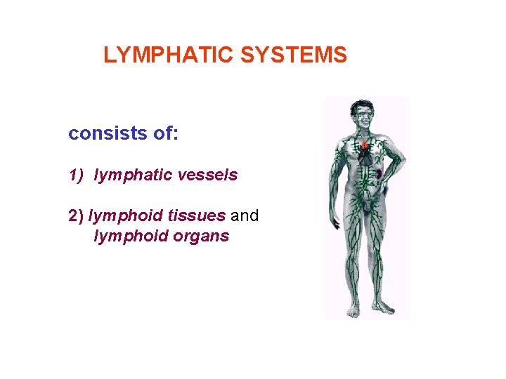 LYMPHATIC SYSTEMS consists of: 1) lymphatic vessels 2) lymphoid tissues and lymphoid organs 