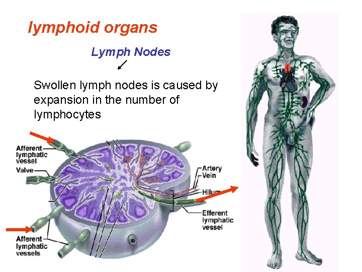 lymphoid organs Lymph Nodes Swollen lymph nodes is caused by expansion in theand number