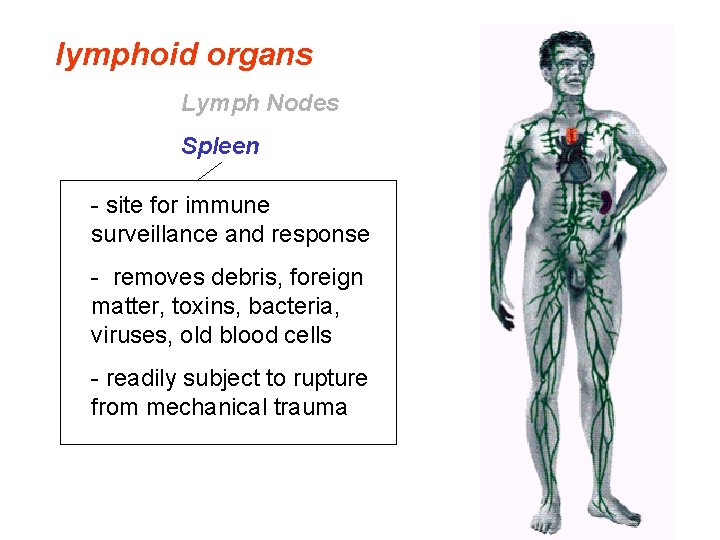lymphoid organs Lymph Nodes Spleen - site for immune surveillance and response - removes