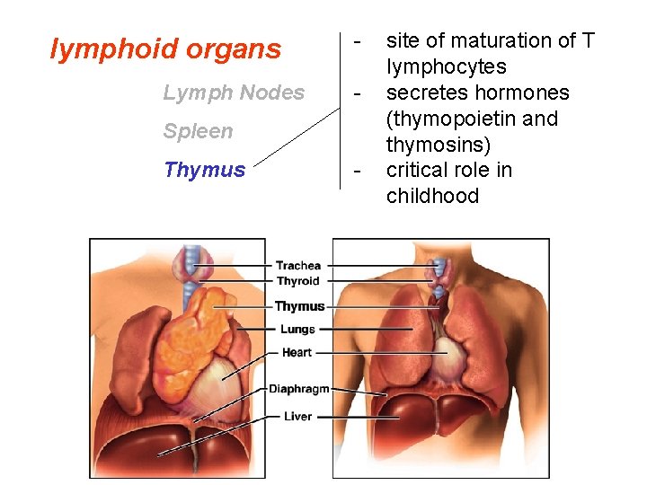 lymphoid organs Lymph Nodes - Spleen Thymus - site of maturation of T lymphocytes