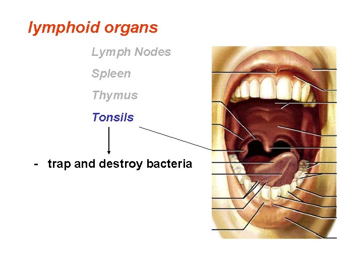 lymphoid organs Lymph Nodes Spleen Thymus Tonsils - trap and destroy bacteria 