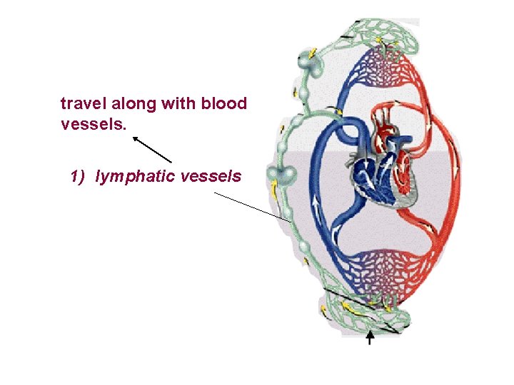 travel along with blood vessels. 1) lymphatic vessels 