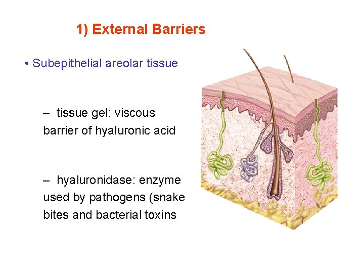 1) External Barriers Skin • Subepithelial areolar tissue – toughness of keratin – tissue