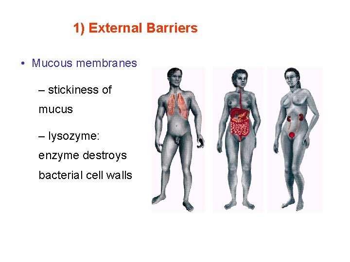 1) External Barriers • Mucous membranes – stickiness of mucus – lysozyme: enzyme destroys