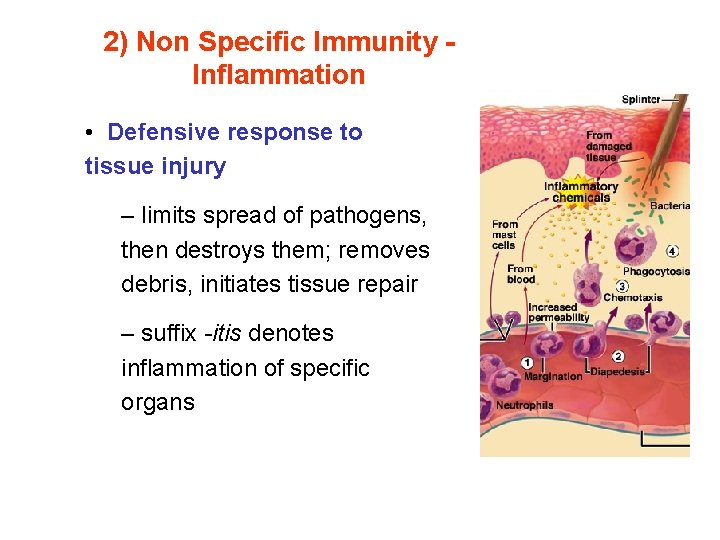 2) Non Specific Immunity Inflammation • Defensive response to tissue injury – limits spread