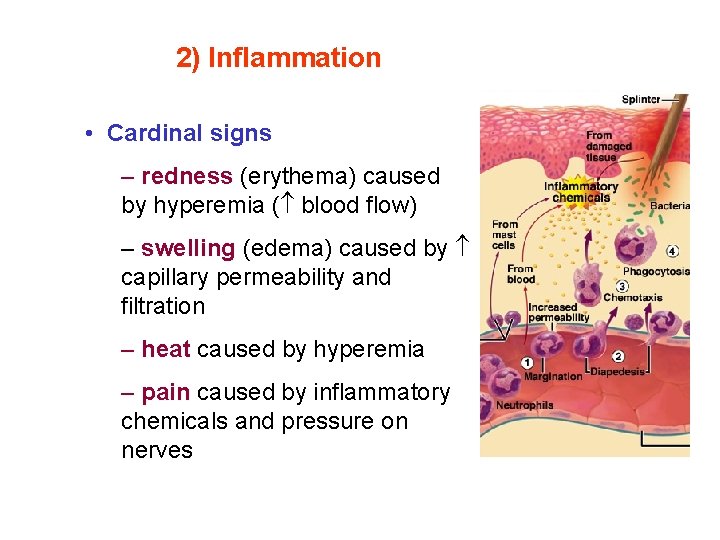 2) Inflammation • Cardinal signs – redness (erythema) caused by hyperemia ( blood flow)