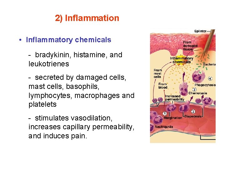 2) Inflammation • Inflammatory chemicals - bradykinin, histamine, and leukotrienes - secreted by damaged