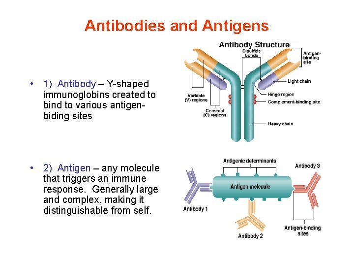 Antibodies and Antigens • 1) Antibody – Y-shaped immunoglobins created to bind to various