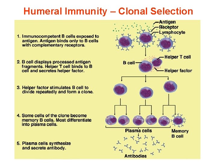 Humeral Immunity – Clonal Selection 