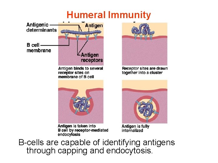 Humeral Immunity B-cells are capable of identifying antigens through capping and endocytosis. 