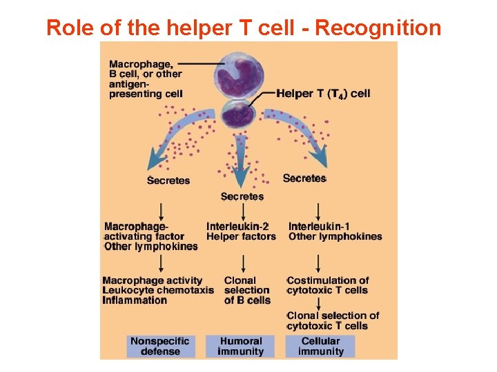 Role of the helper T cell - Recognition 