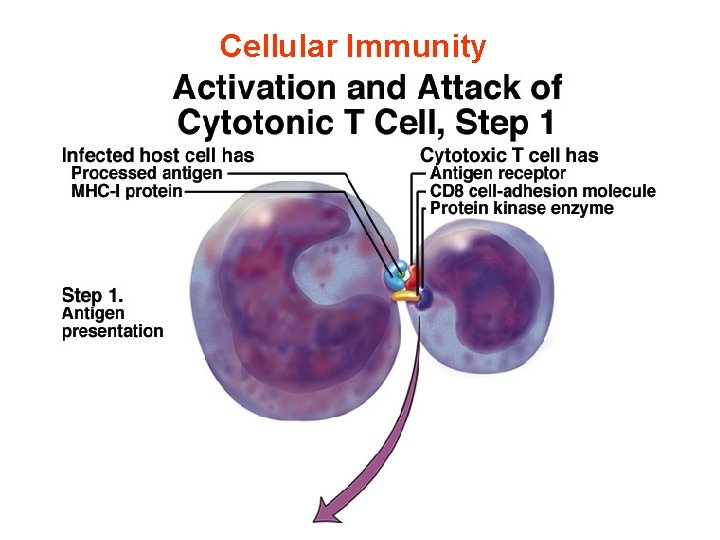 Cellular Immunity 