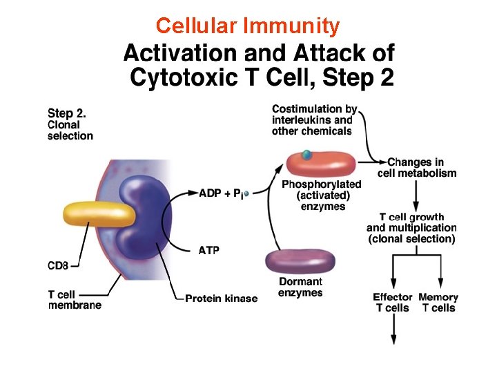 Cellular Immunity 