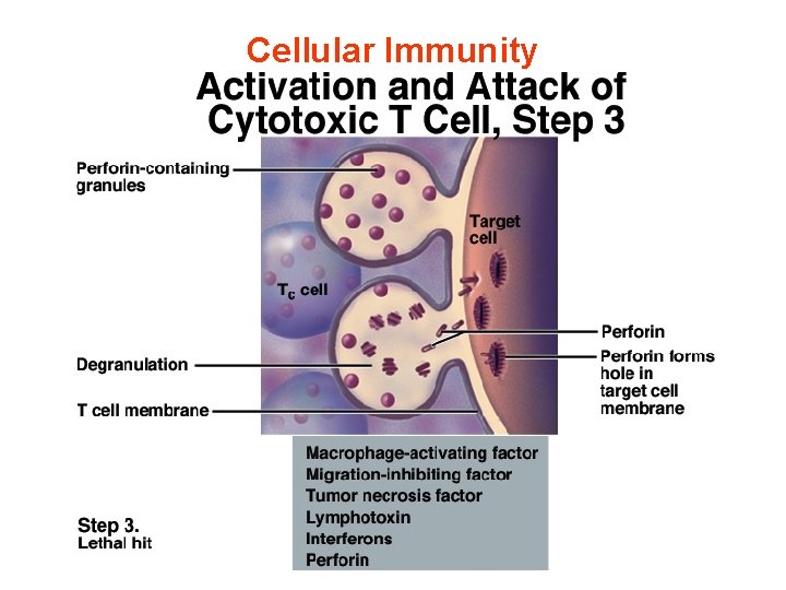 Cellular Immunity 