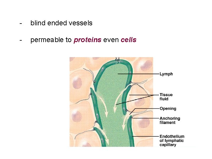 - blind ended vessels - permeable to proteins even cells 