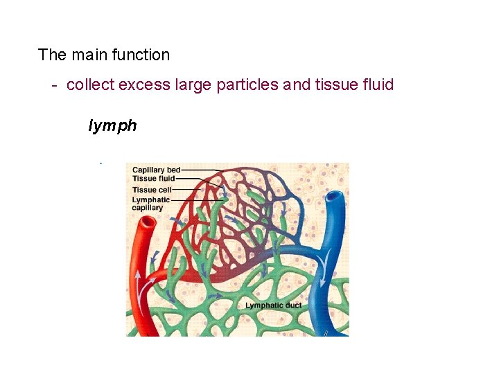 The main function - collect excess large particles and tissue fluid lymph 