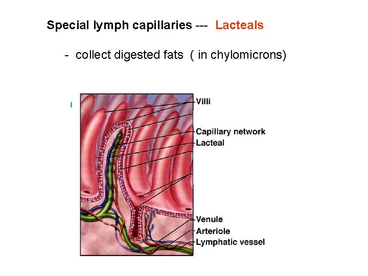 Special lymph capillaries --- Lacteals - collect digested fats ( in chylomicrons) 