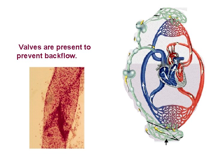 Valves are present to Lymphbackflow. driven by prevent rhythmic contractions 