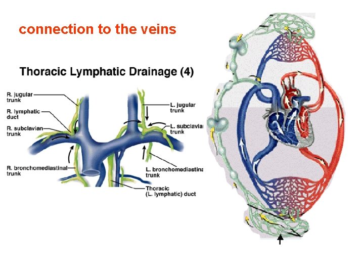 connection to the veins 