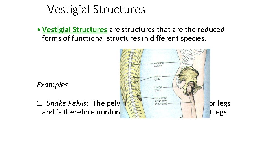 Vestigial Structures • Vestigial Structures are structures that are the reduced forms of functional