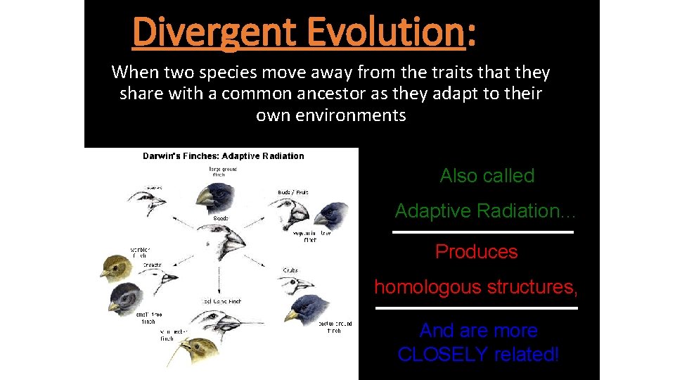Divergent Evolution: When two species move away from the traits that they share with