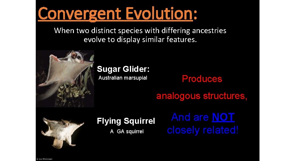 Convergent Evolution: When two distinct species with differing ancestries evolve to display similar features.