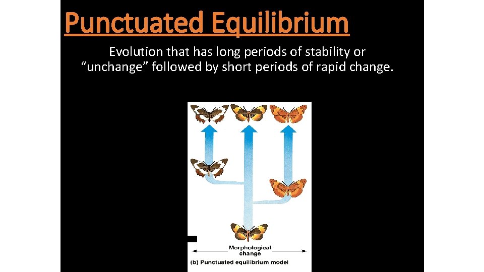 Punctuated Equilibrium Evolution that has long periods of stability or “unchange” followed by short