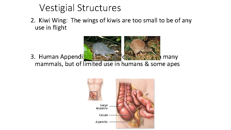 Vestigial Structures 2. Kiwi Wing: The wings of kiwis are too small to be