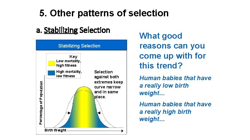5. Other patterns of selection a. Stabilizing Selection Key Low mortality, high fitness Percentage